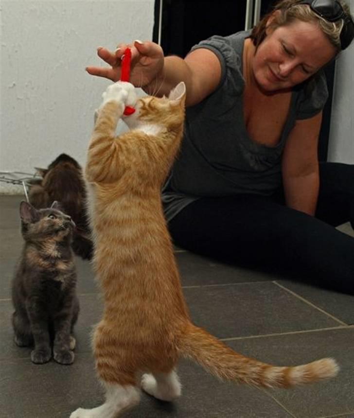 Norsk Skovkat Aslan billede 11