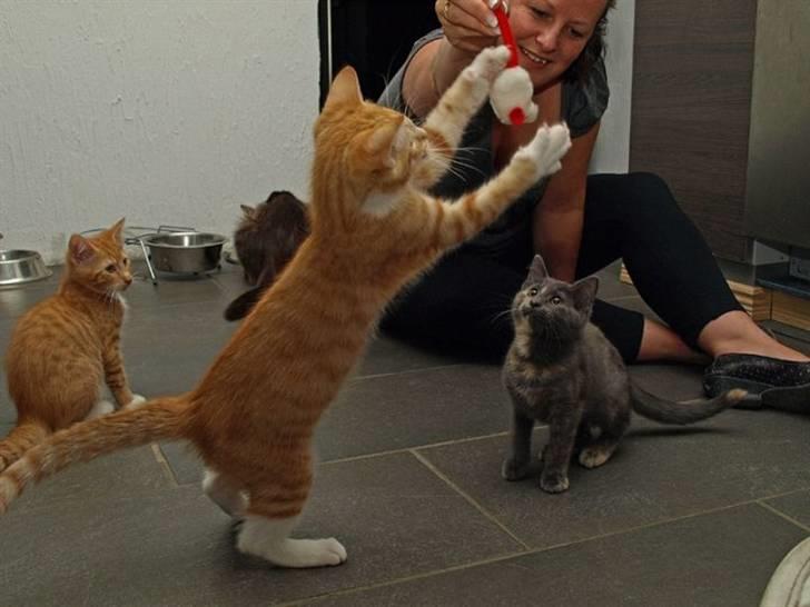 Norsk Skovkat Aslan billede 12