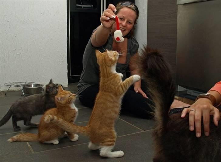 Norsk Skovkat Aslan billede 13