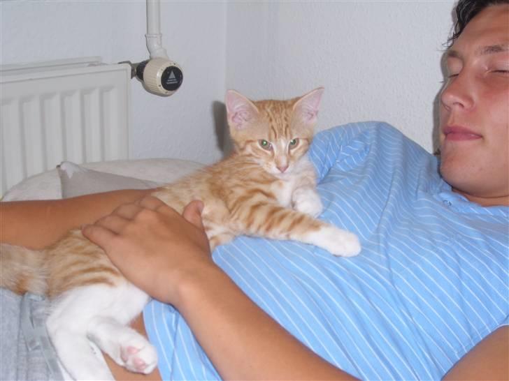 Norsk Skovkat Aslan billede 14