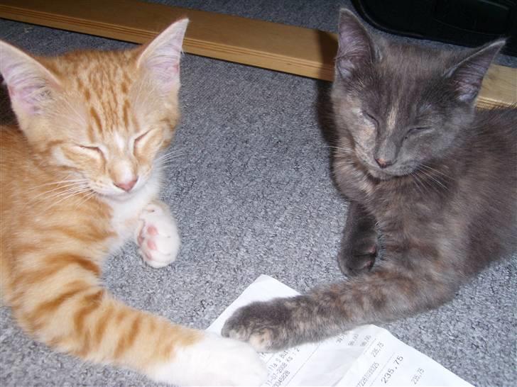 Norsk Skovkat Aslan billede 15