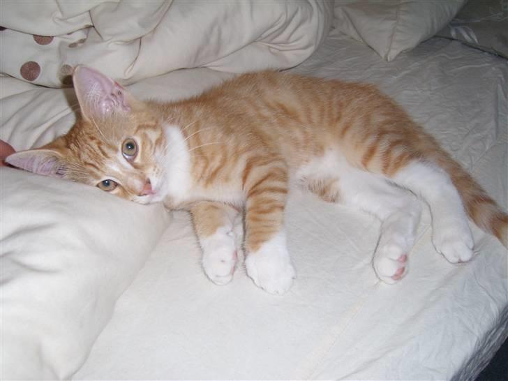 Norsk Skovkat Aslan billede 16