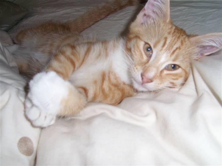 Norsk Skovkat Aslan billede 17