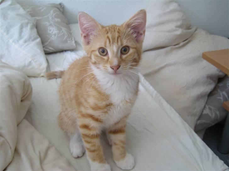 Norsk Skovkat Aslan billede 18