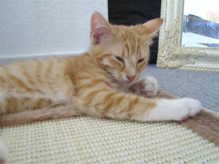 Norsk Skovkat Aslan billede 19