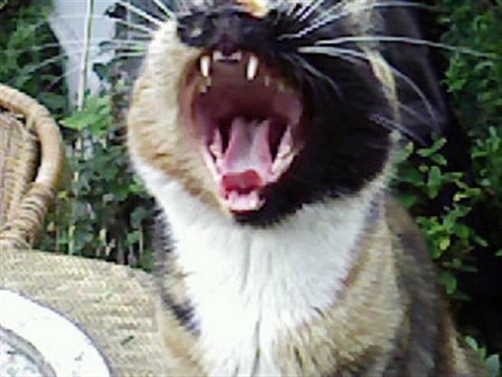 Blanding af racer Coco chanel - ja, farlig kan jeg også være , elller gaber jeg  ikke bare.... billede 9