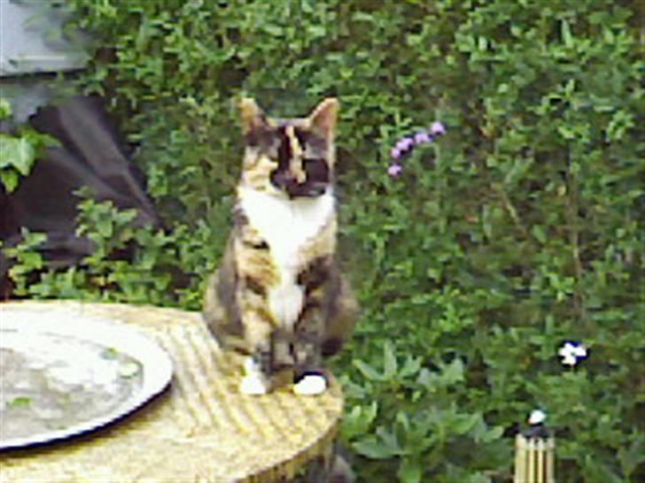 Blanding af racer Coco chanel - dejlig med noget udsyn billede 10