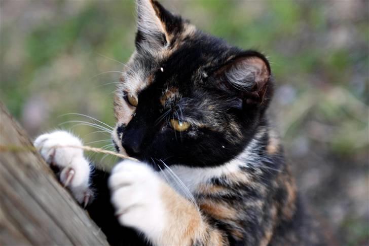 Blanding af racer Caramella  billede 1