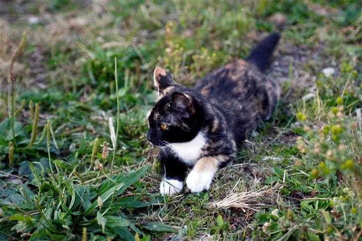 Blanding af racer Caramella  billede 2