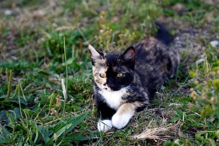 Blanding af racer Caramella  billede 3