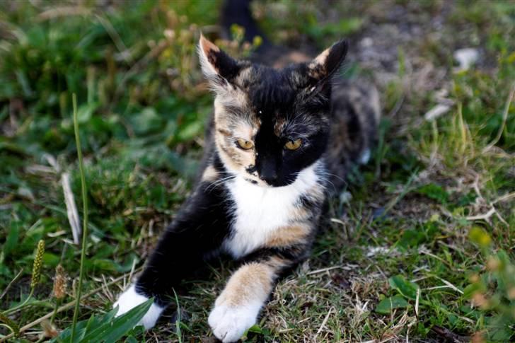 Blanding af racer Caramella  billede 4