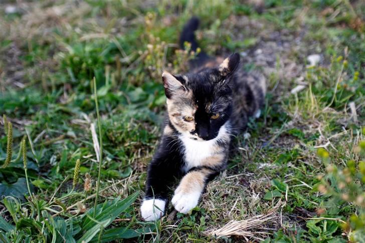 Blanding af racer Caramella  billede 5