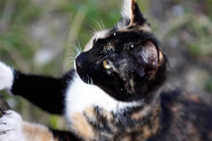 Blanding af racer Caramella  billede 6