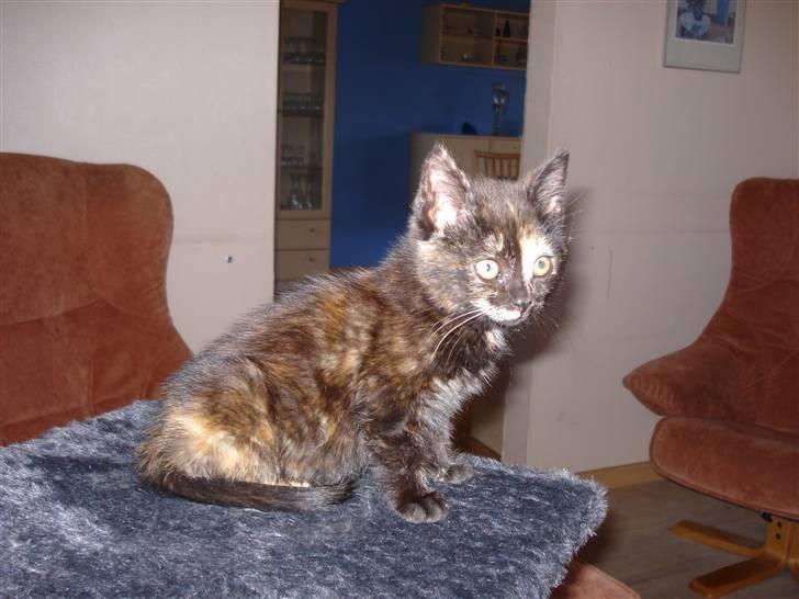 Blanding af racer mille billede 6