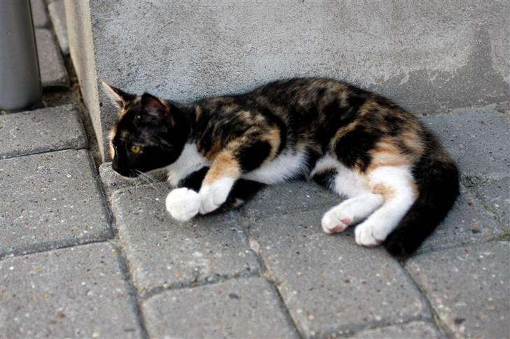 Blanding af racer Caramella  billede 7