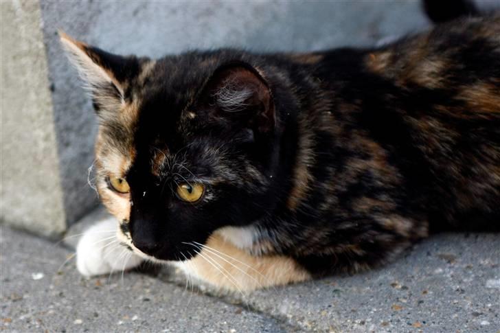 Blanding af racer Caramella  billede 8