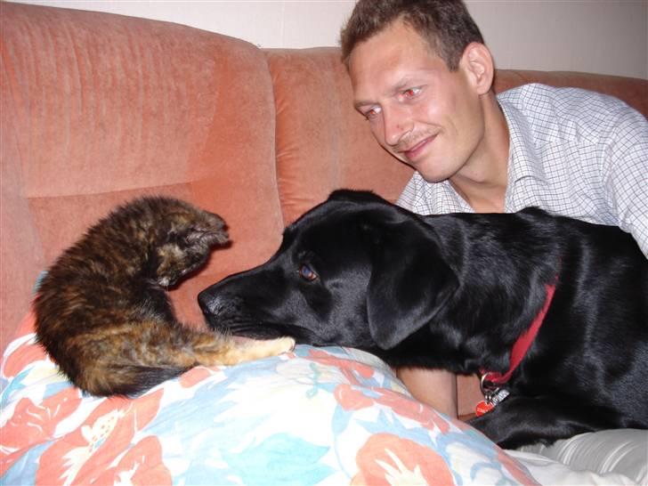 Blanding af racer mille - Buller synes, at mille er vældig sød billede 7