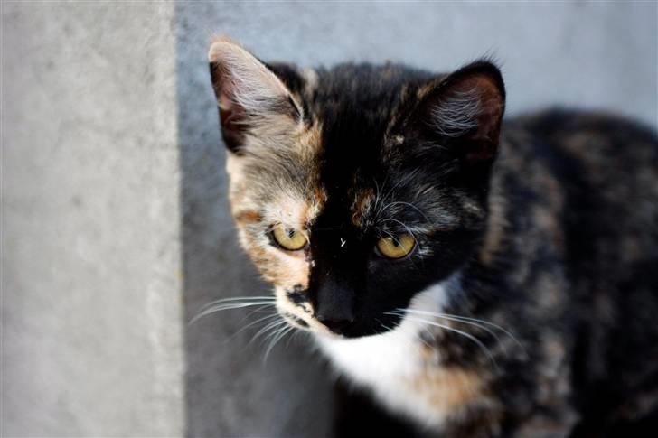 Blanding af racer Caramella  billede 9