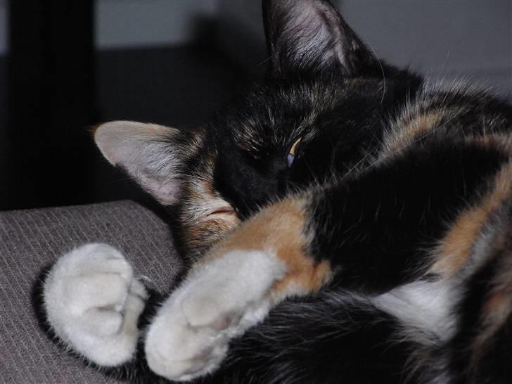 Blanding af racer Caramella  billede 10