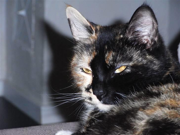 Blanding af racer Caramella  billede 11