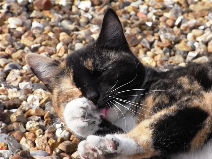 Blanding af racer Caramella  billede 13