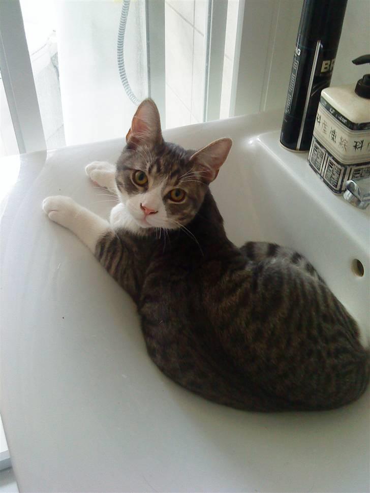 Blanding af racer Findus - væk- - Findus i håndvasken billede 20