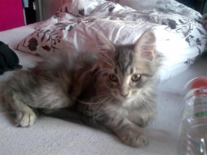 Maine Coon DK Maine entrances Nemo billede 10