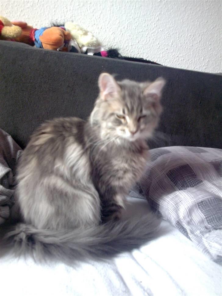 Maine Coon DK Maine entrances Nemo billede 11