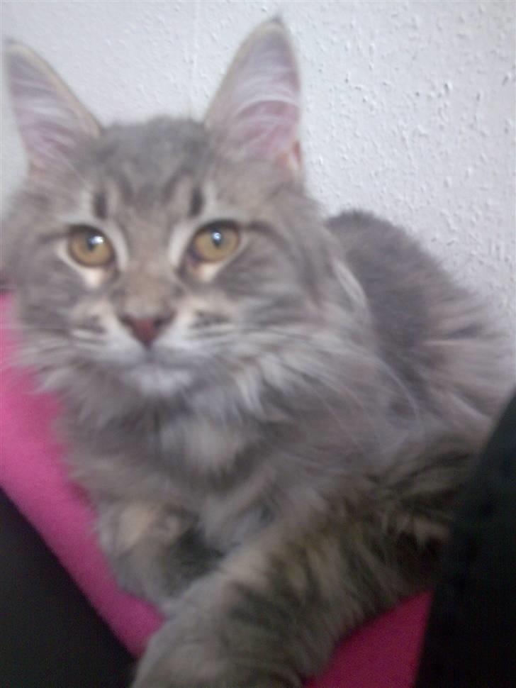 Maine Coon DK Maine entrances Nemo billede 12