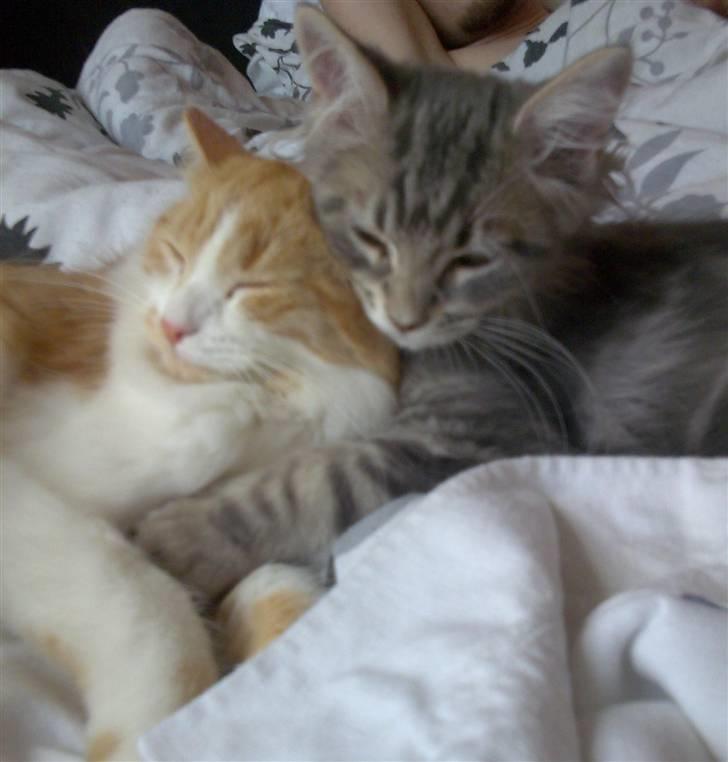 Maine Coon DK Maine entrances Nemo - Her ligger han og putter med Nala billede 13