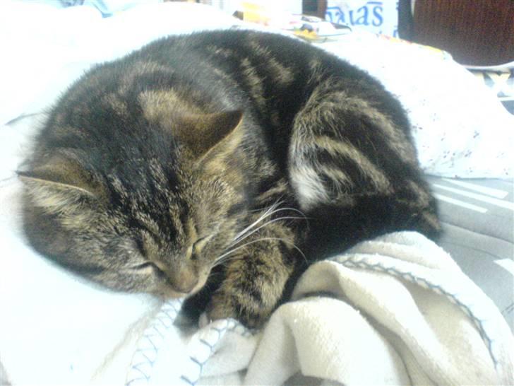 Blanding af racer Champ - Zzzz billede 4