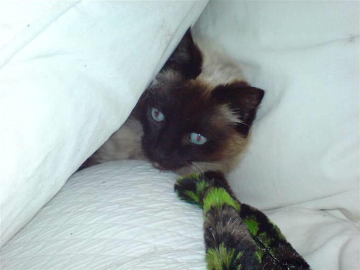 Ragdoll Mikkel billede 20