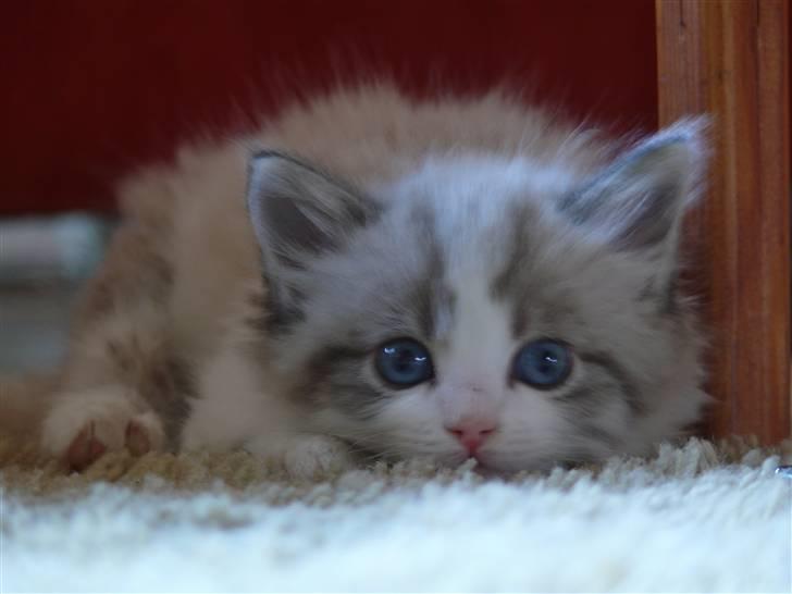 Huskat Rosa billede 1