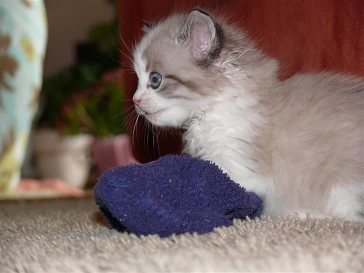 Huskat Rosa billede 2