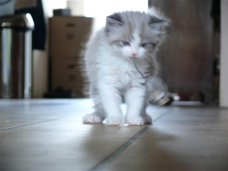 Huskat Rosa billede 3