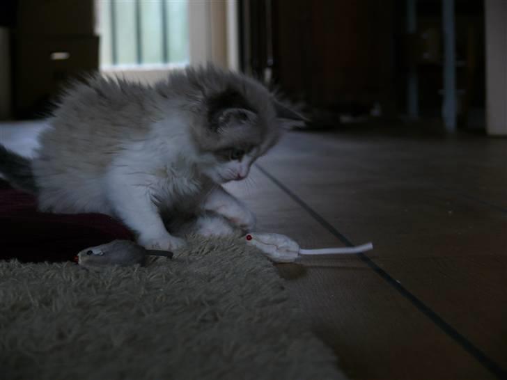 Huskat Rosa billede 4