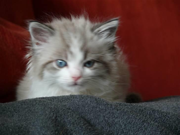 Huskat Rosa billede 5