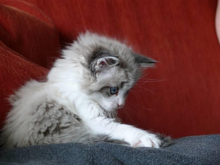 Huskat Rosa billede 6