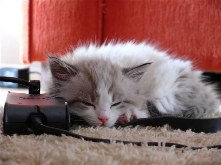 Huskat Rosa billede 7