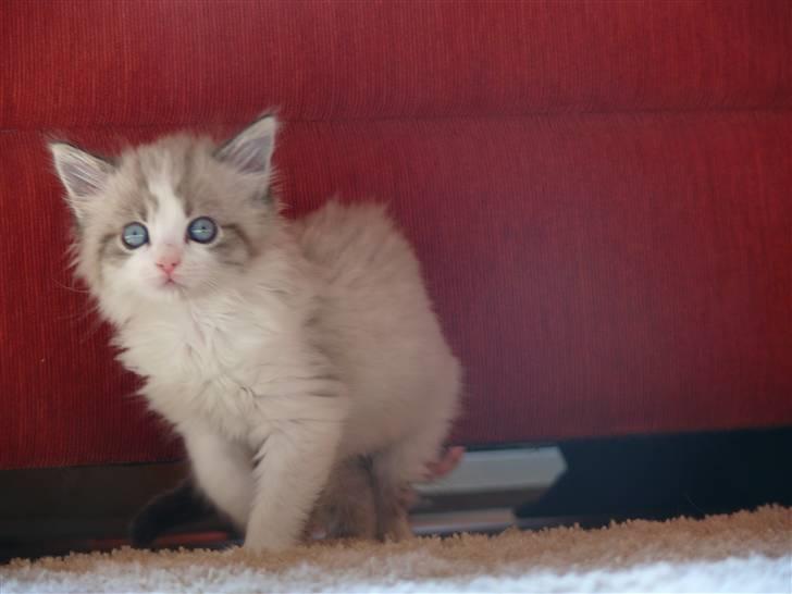 Huskat Rosa billede 8