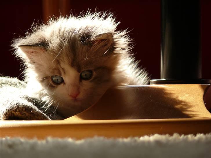 Huskat Rosa billede 9