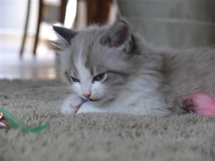 Huskat Rosa billede 10