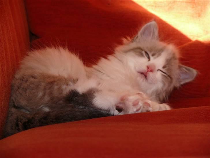 Huskat Rosa billede 11