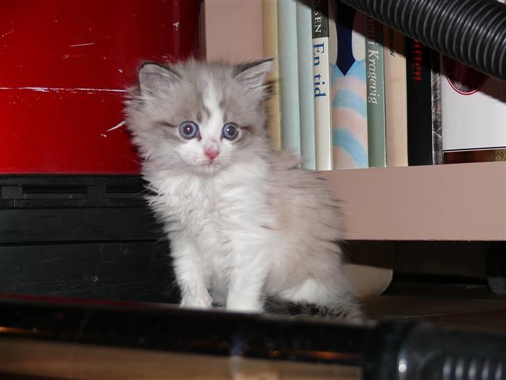 Huskat Rosa billede 12