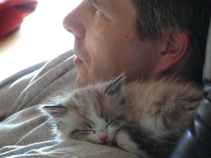 Huskat Rosa billede 13