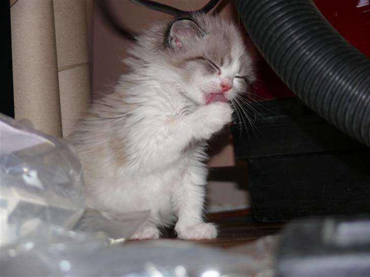 Huskat Rosa billede 14