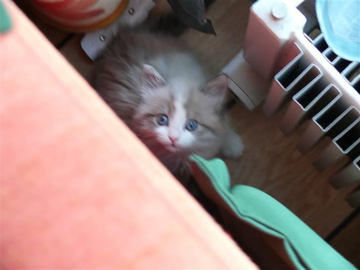 Huskat Rosa billede 15