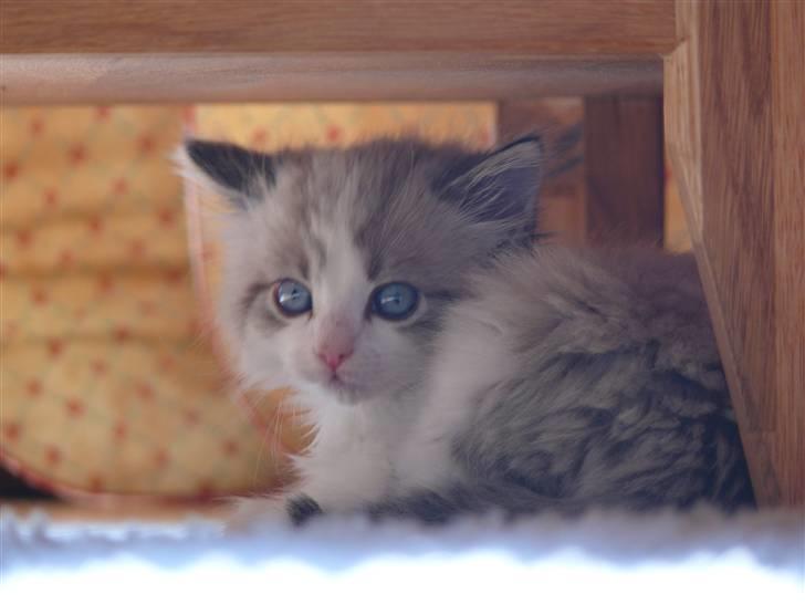 Huskat Rosa billede 16