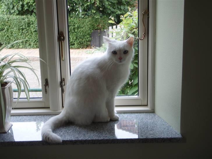 Huskat Mille - Hei med jer billede 1