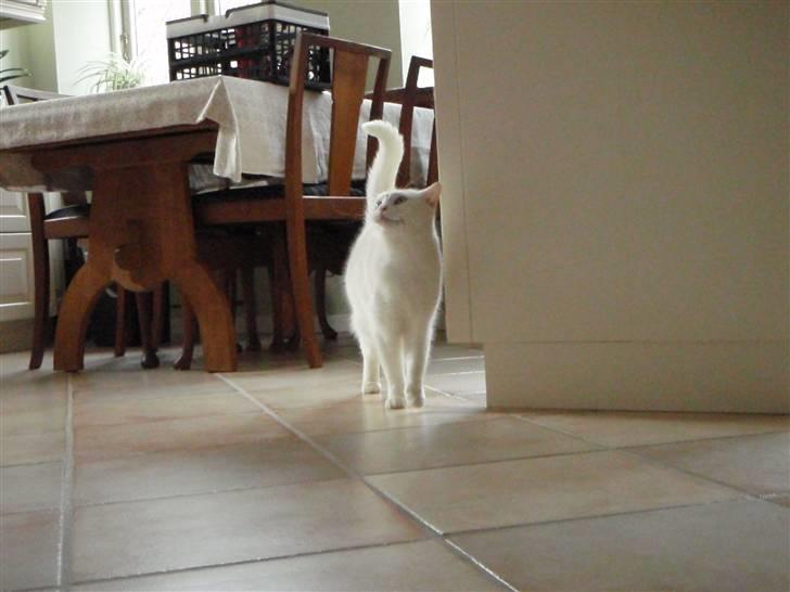 Huskat Mille - Hei Hei billede 2